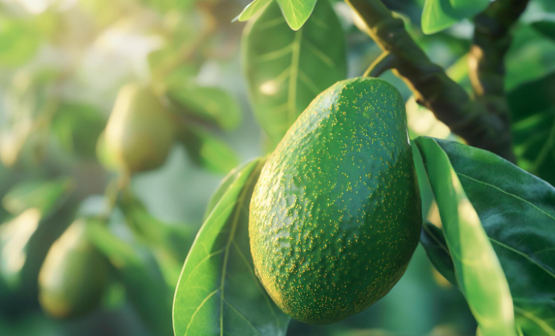 Avocats Fuerte (variété ancienne) - 1kg