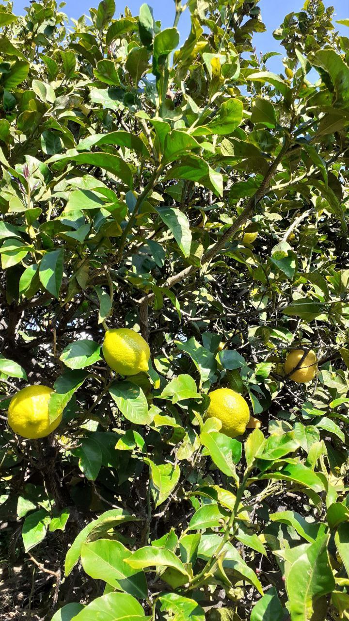 Citrons - 1kg