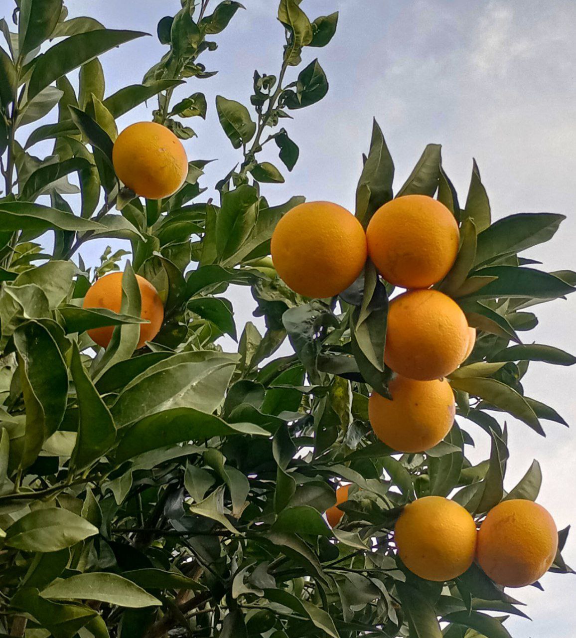Oranges - 1kg