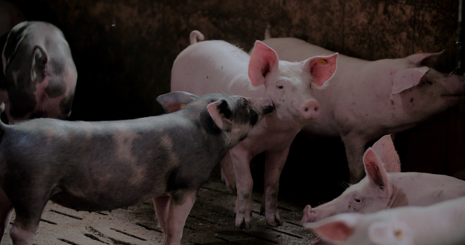 A pig kidney as a bridge to a human transplant: nine months without dialysis