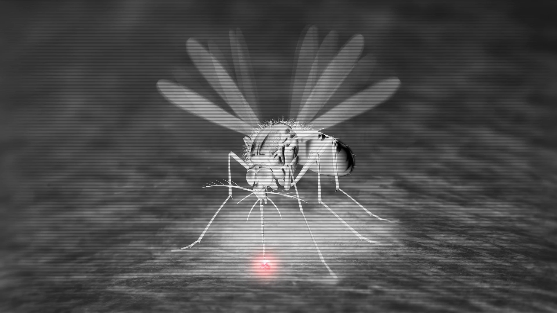 El virus que sabe cuándo frenar: cómo los arbovirus mantienen vivo al mosquito que los transmite