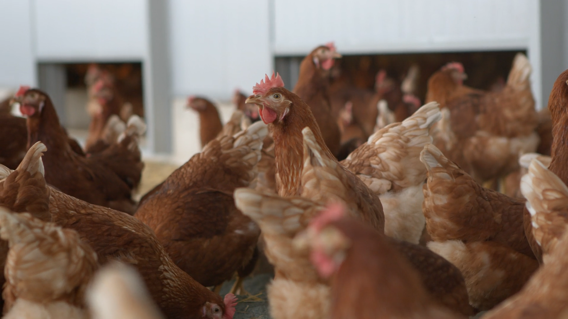 De los animales a las personas: cómo se prepara España ante nuevas gripes