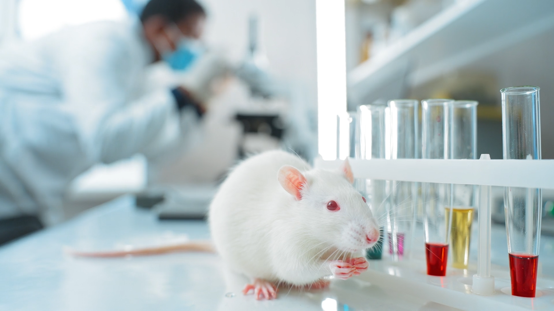 ¿Qué ocurre cuando millones de neuronas humanas se desarrollan dentro del cerebro de un animal?