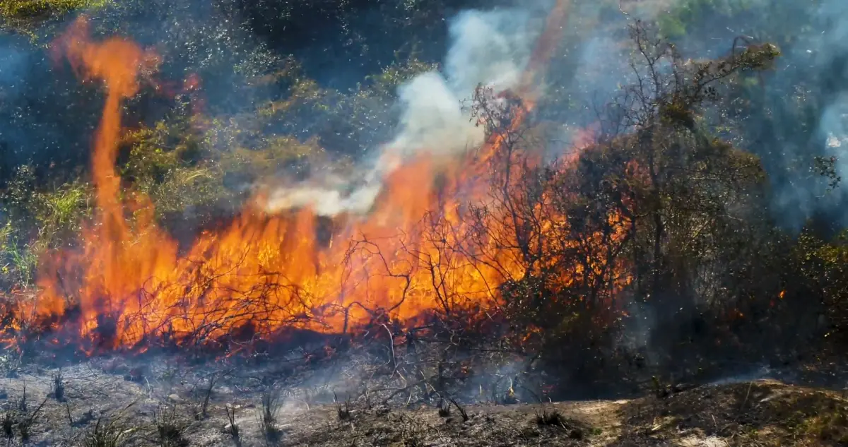 After the flames: how wildfire smoke affects health