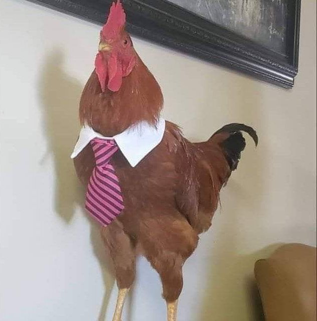 Nuevo intergrante de scalo  Lic Gallardo